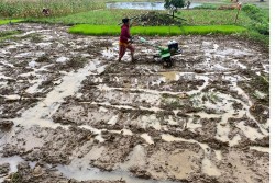 रोपाइँको क्षेत्रफल बर्सेनि घट्दै